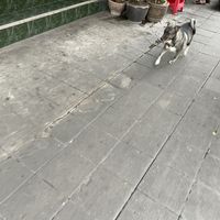 A dog i saw on the way probably not vegan but cute anyway   at Jeng Noodle Thai Food & Vegetarian Food  in Bangkok