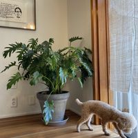 interior and very cute restaurant doggo  at Santosha 산토샤 in Jeju