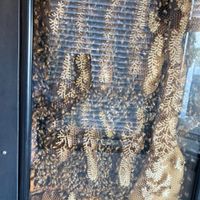 The Hive   at The Hive in Orland