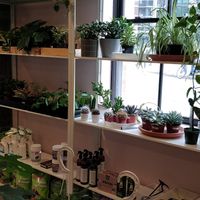  at Pamai - Maybe closed in Montreal