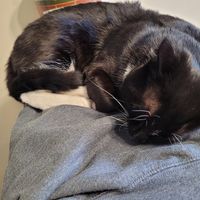 Cat at Marvelous Vegan Plant Power Food in Bogota