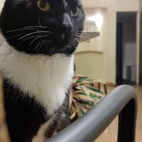  at Marvelous Vegan Plant Power Food in Bogota