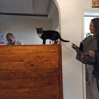 Kitty! at Marvelous Vegan Plant Power Food in Bogota
