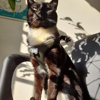 Prince  at Marvelous Vegan Plant Power Food in Bogota