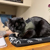  #Veganuary at Marvelous Vegan Plant Power Food in Bogota