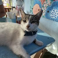   at Azul in Puerto Vallarta