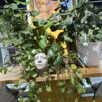   at PlantEat /it/ in Constanta