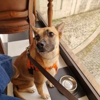 Cacau at Amora Silvestre in Castelo Branco