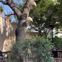 Patio interior  at The Green Corner in Mataro