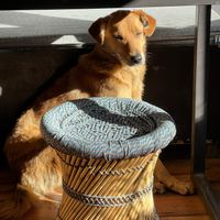  at The Organic Bowl in Manali