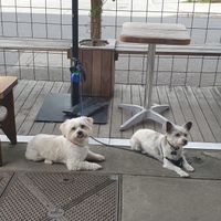 Curtis and subordinate Maxie (security detail in training) at CBCB & ODFUB in Brunswick