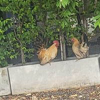  at May Veggie Home in Bangkok