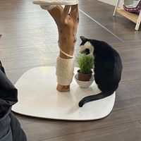   at Katers Köök in Hamburg