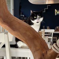 The star of the show, Avici  at Katers Köök in Hamburg