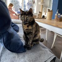   at Katers Köök in Hamburg