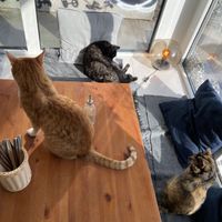   at Katers Köök in Hamburg