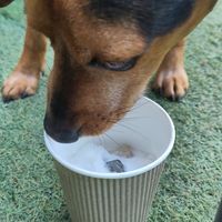 Doggie at Wild Cafe in Marsden
