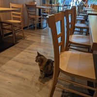  at Katzentempel - Leipzig Mitte in Leipzig