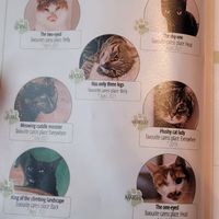 Katzen at Katzentempel - Leipzig Mitte in Leipzig