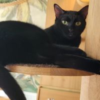 Sirius at Katzentempel - Leipzig Mitte in Leipzig