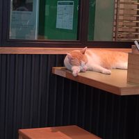 Corvo at Katzentempel - Leipzig Mitte in Leipzig