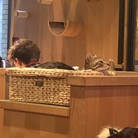 Another cutie   at Katzentempel - Leipzig Mitte in Leipzig