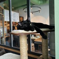 Katze  at Katzentempel - Leipzig Mitte in Leipzig