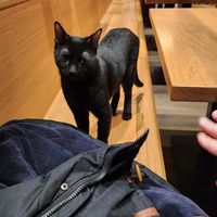 Neugierige Katze at Katzentempel - Leipzig Mitte in Leipzig