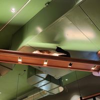 "Kämpfende" Katzen at Katzentempel - Leipzig Mitte in Leipzig