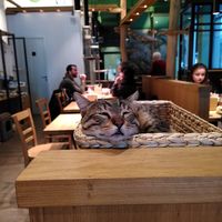  at Katzentempel - Leipzig Mitte in Leipzig