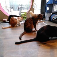  at Katzentempel - Leipzig Mitte in Leipzig