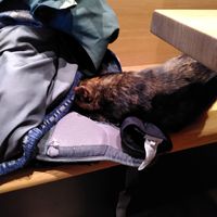  at Katzentempel - Leipzig Mitte in Leipzig