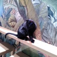  at Katzentempel - Leipzig Mitte in Leipzig