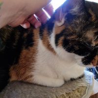 Kitteh! at Katzentempel - Leipzig Mitte in Leipzig