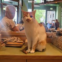  at Katzentempel - Leipzig Mitte in Leipzig