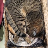  at Katzentempel - Leipzig Mitte in Leipzig