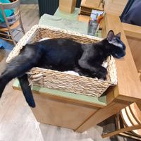 🖤 at Katzentempel - Leipzig Mitte in Leipzig