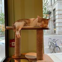  at Katzentempel - Leipzig Mitte in Leipzig