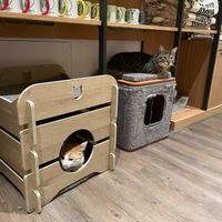  at Katzentempel - Leipzig Mitte in Leipzig