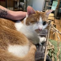 kakashi  at Katzentempel - Leipzig Mitte in Leipzig