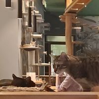 3 beautys at Katzentempel - Leipzig Mitte in Leipzig