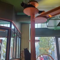 Cats ;) at Katzentempel - Leipzig Mitte in Leipzig