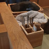 Cat sleeping comfortably between customers at Katzentempel - Leipzig Mitte in Leipzig