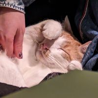  at Katzentempel - Leipzig Mitte in Leipzig