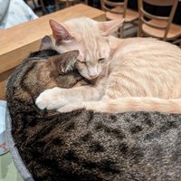  at Katzentempel - Leipzig Mitte in Leipzig