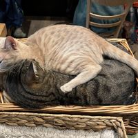   at Katzentempel - Leipzig Mitte in Leipzig