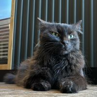   at Katzentempel - Leipzig Mitte in Leipzig