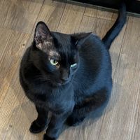   at Katzentempel - Leipzig Mitte in Leipzig