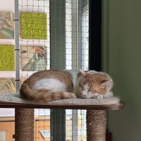   at Katzentempel - Leipzig Mitte in Leipzig