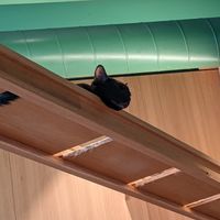  at Katzentempel - Leipzig Mitte in Leipzig